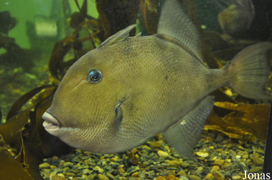 Balistes capriscus