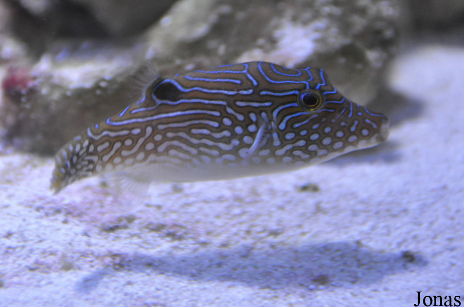 Canthigaster solandri