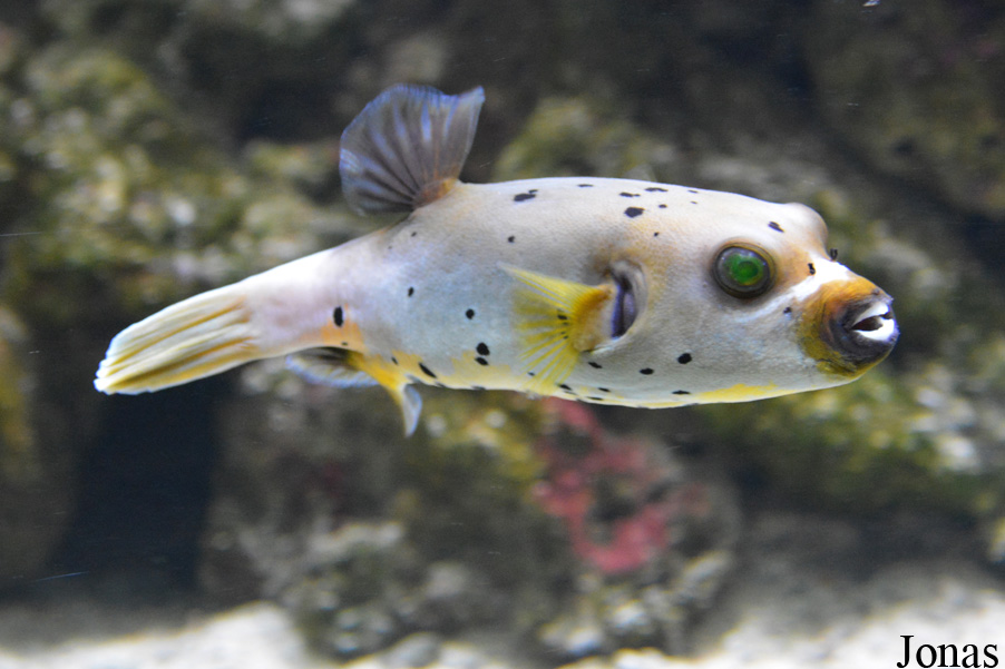 Arothron nigropunctatus