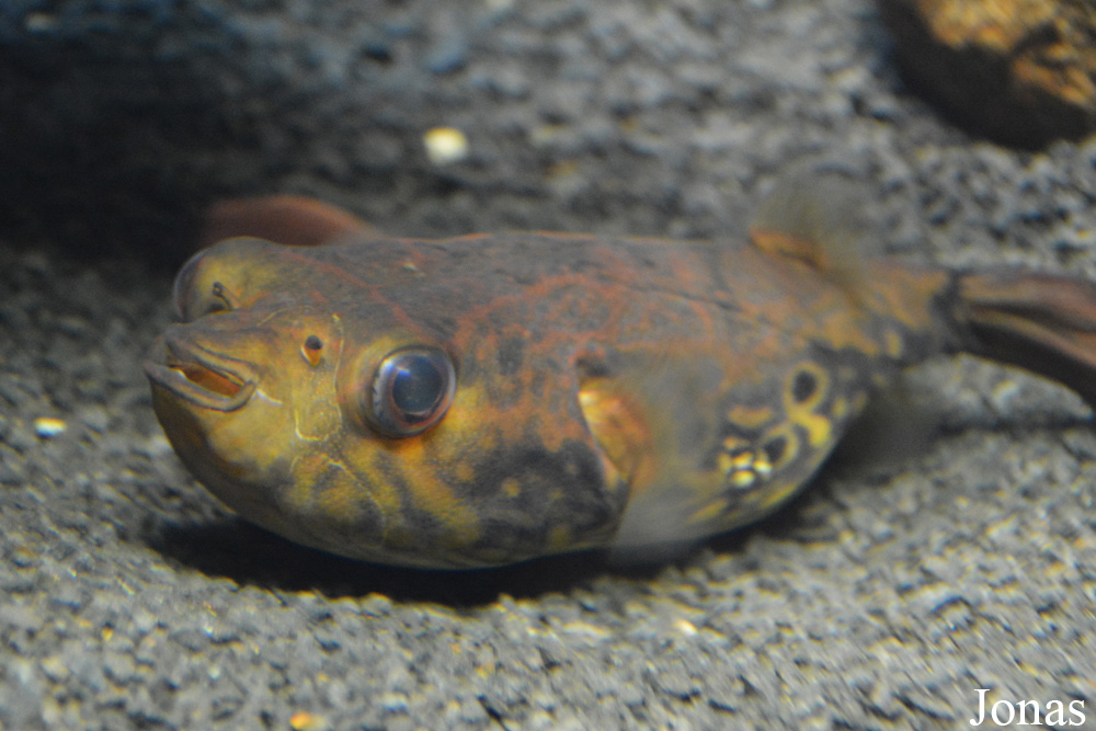 Pao palembangensis