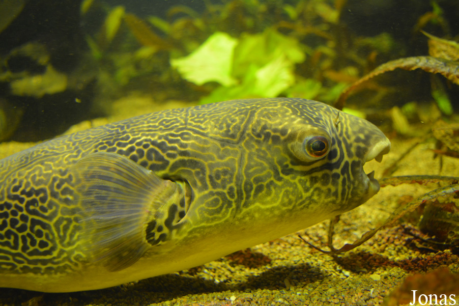 Tetraodon mbu