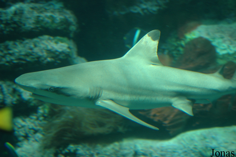 Carcharhinus melanopterus