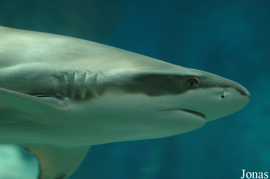 Carcharhinus melanopterus