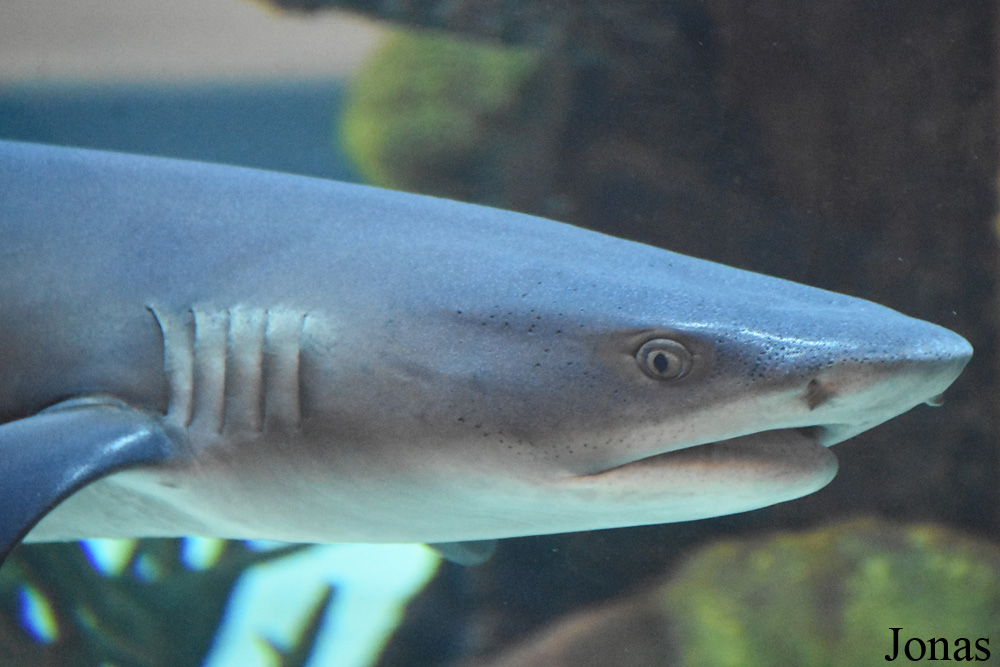 Triaenodon obesus
