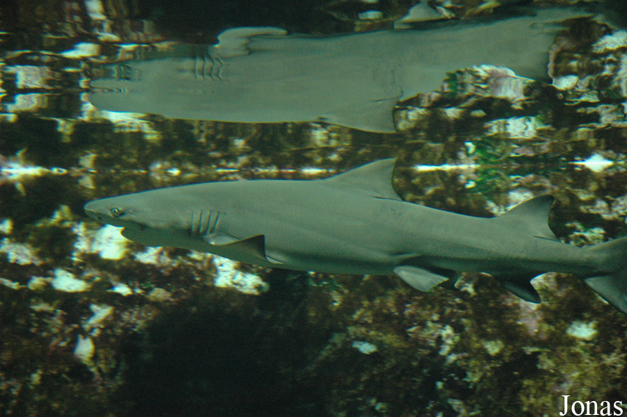 Triaenodon obesus