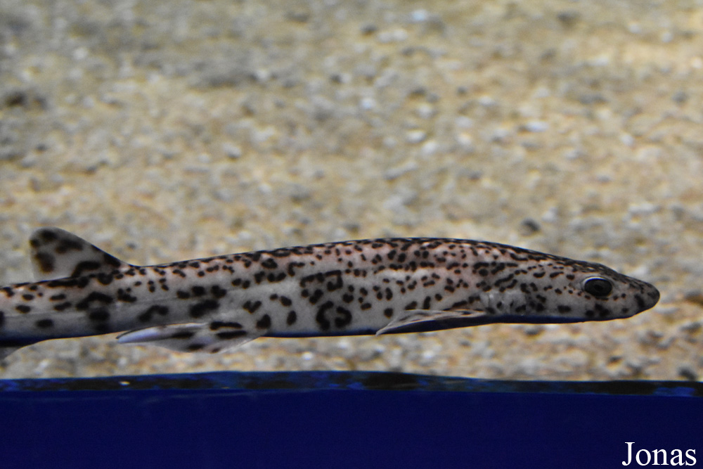 Scyliorhinus canicula