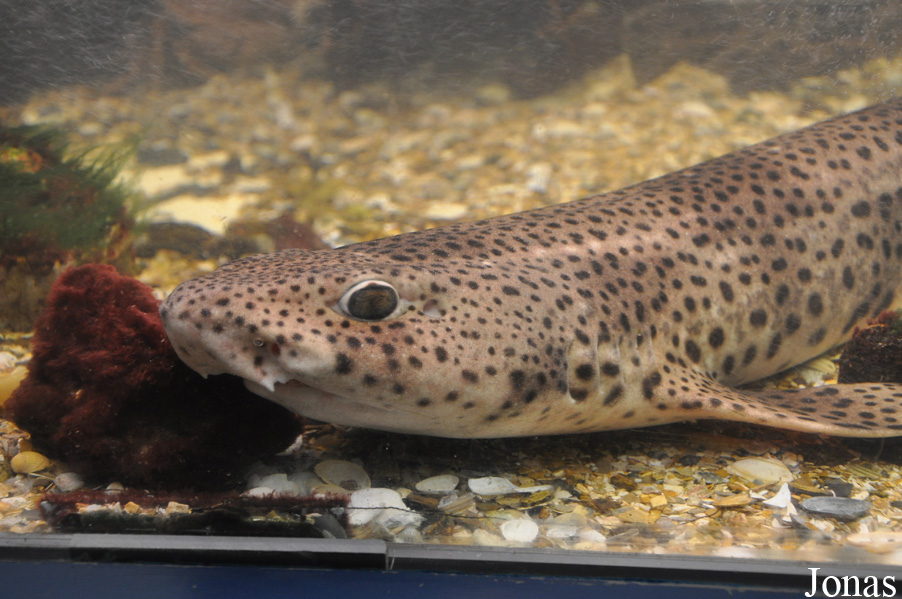 Scyliorhinus canicula