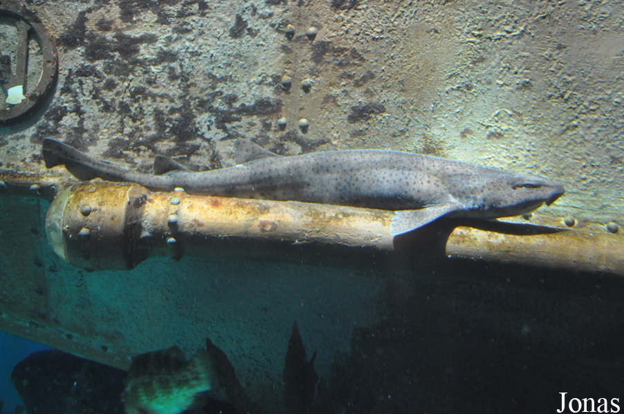 Scyliorhinus stellaris