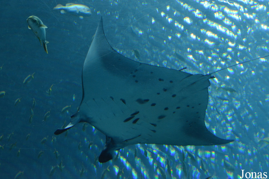 Manta birostris