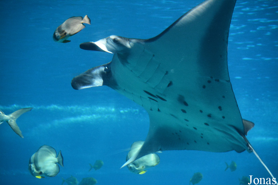 Manta birostris