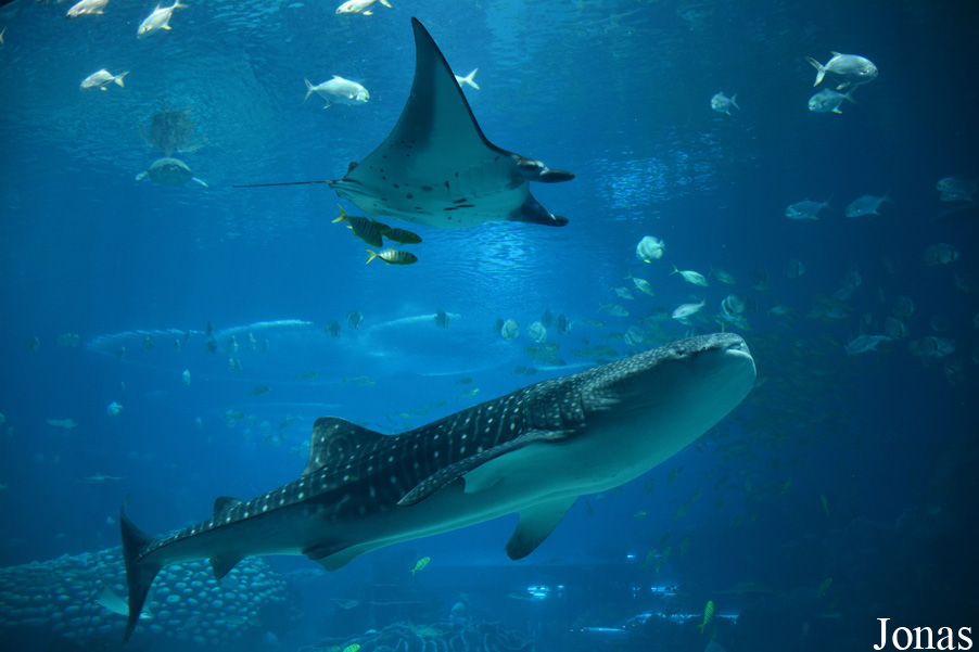 Manta birostris