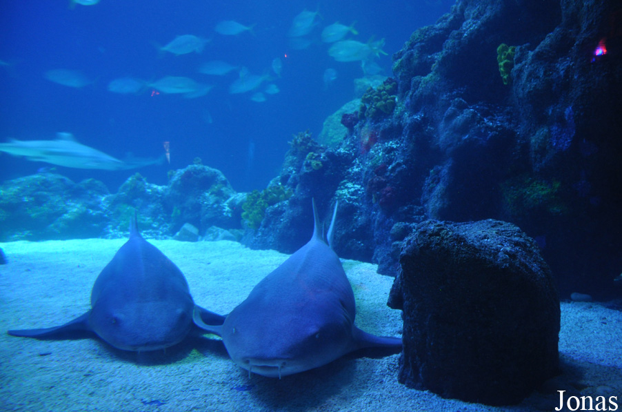 Ginglymostoma cirratum