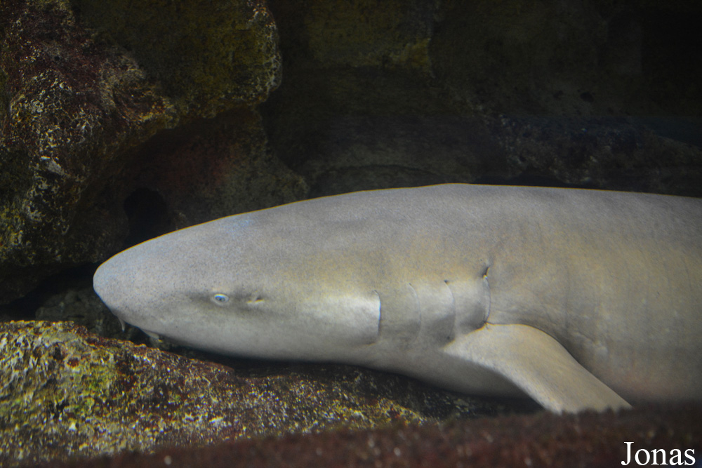 Nebrius ferrugineus