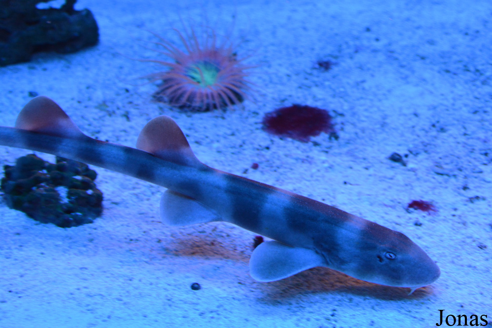 Chiloscyllium punctatum