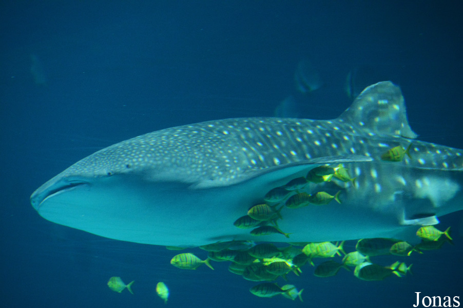 Rhincodon typus