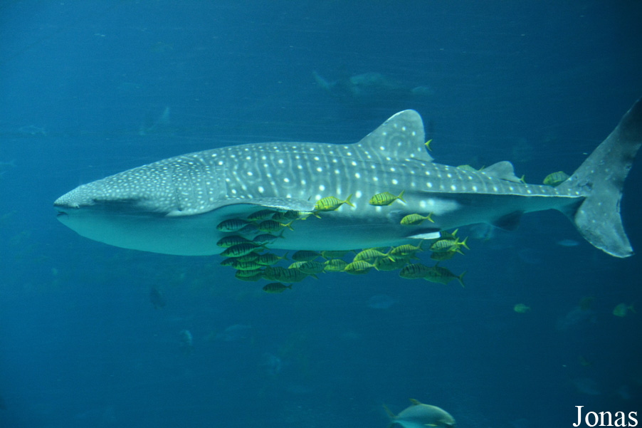 Rhincodon typus
