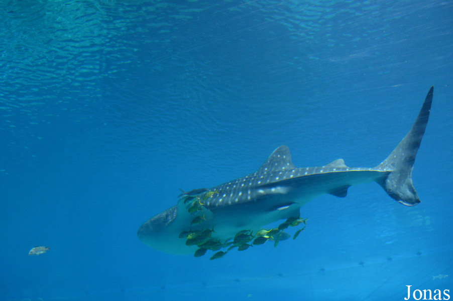 Rhincodon typus