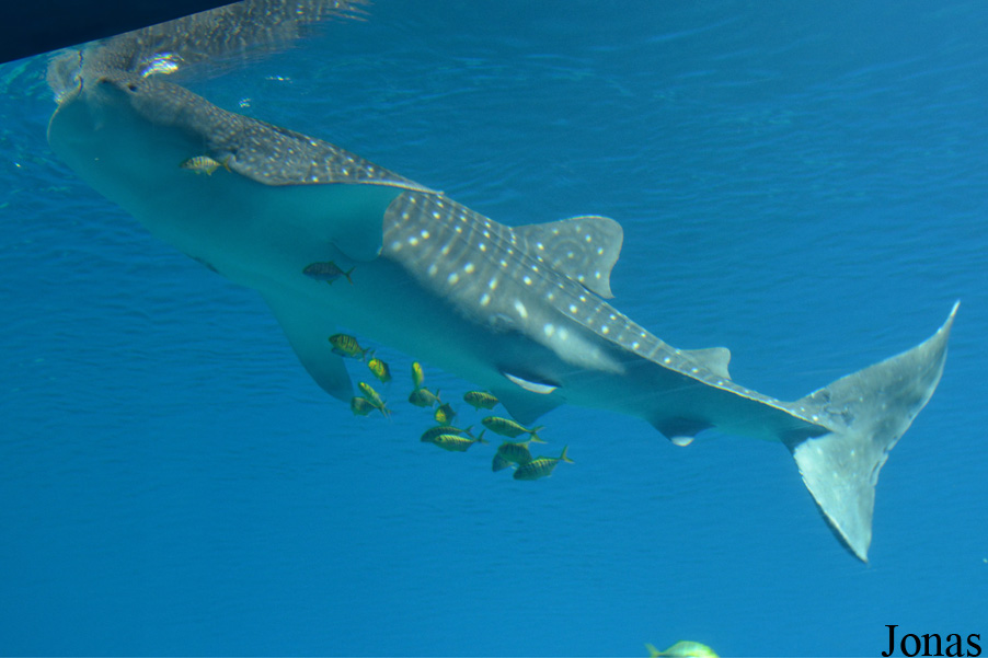 Rhincodon typus