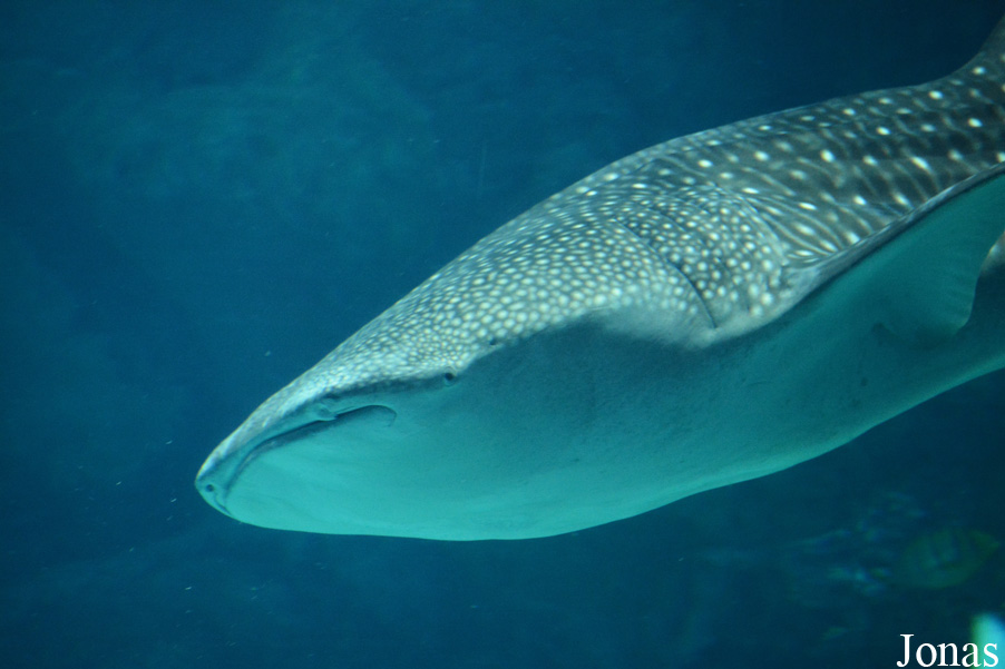 Rhincodon typus