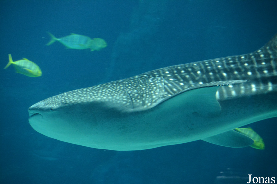 Rhincodon typus