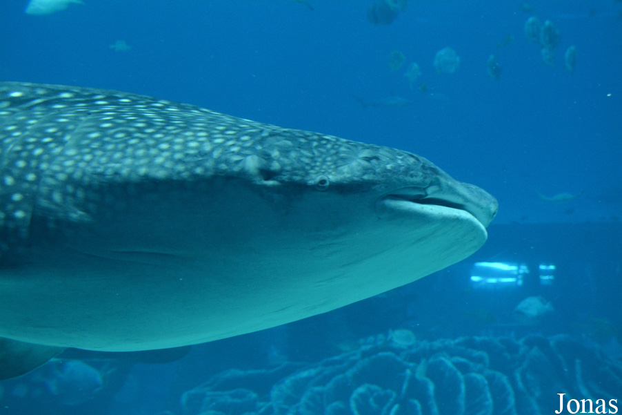 Rhincodon typus