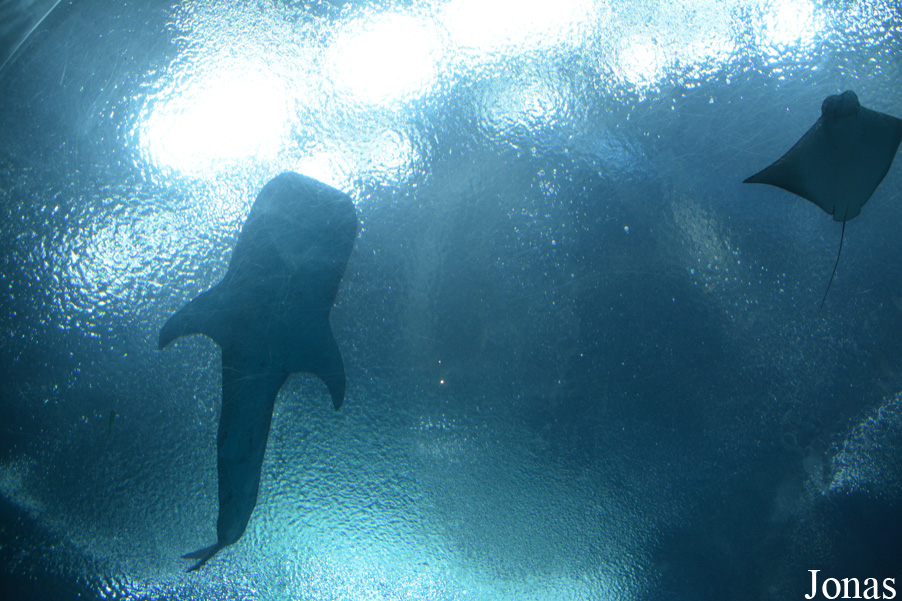 Rhincodon typus