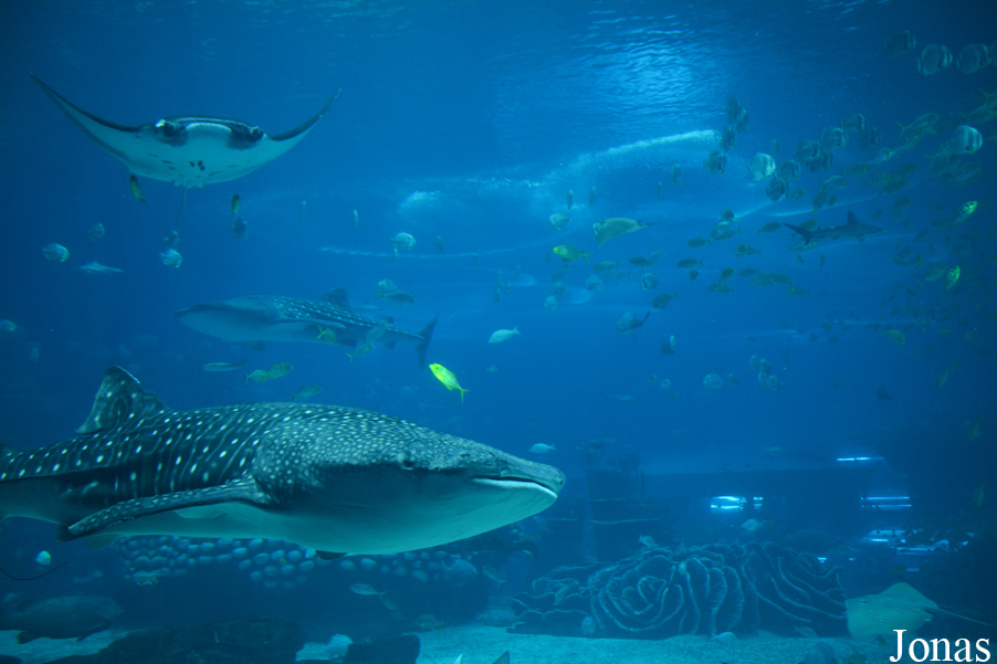 Rhincodon typus