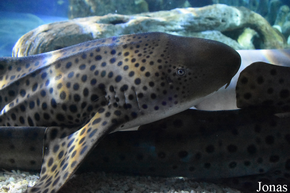 Stegostoma fasciatum