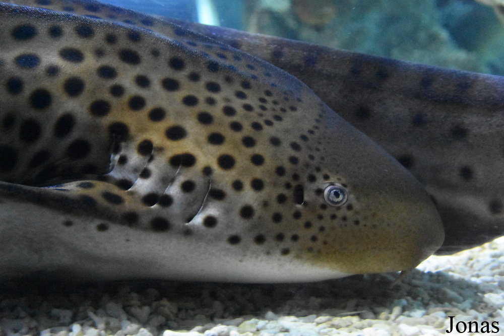 Stegostoma fasciatum