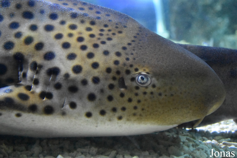 Stegostoma fasciatum