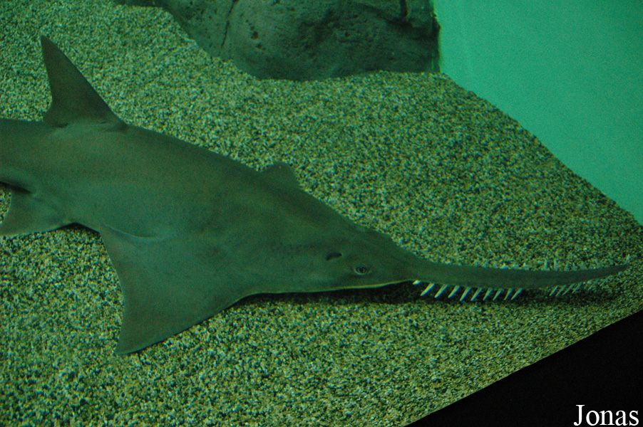 Pristis microdon