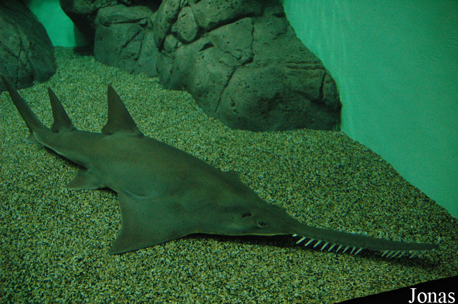 Pristis microdon
