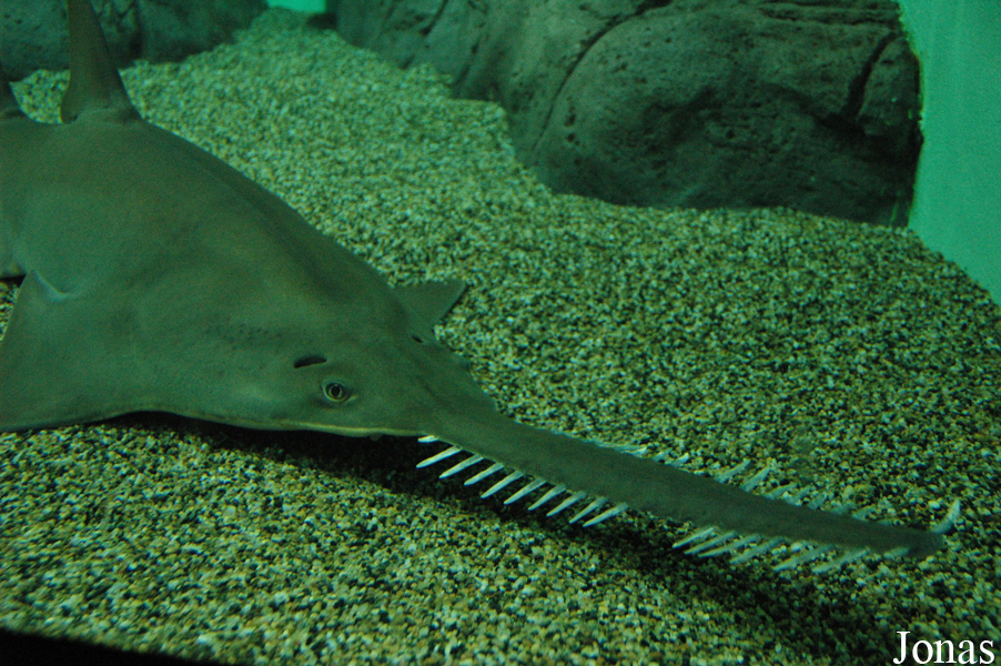 Pristis microdon