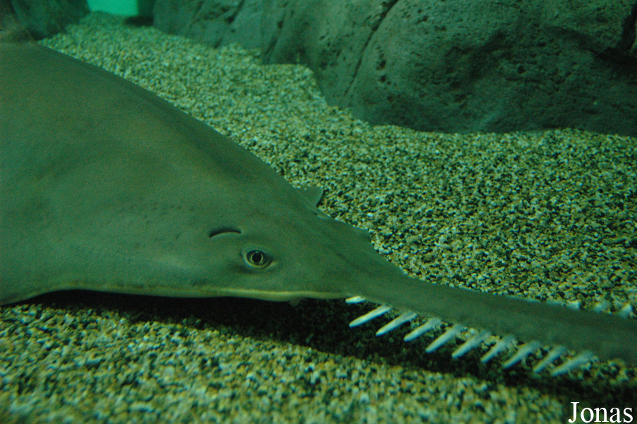 Pristis microdon