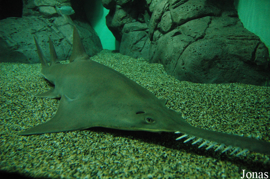 Pristis microdon