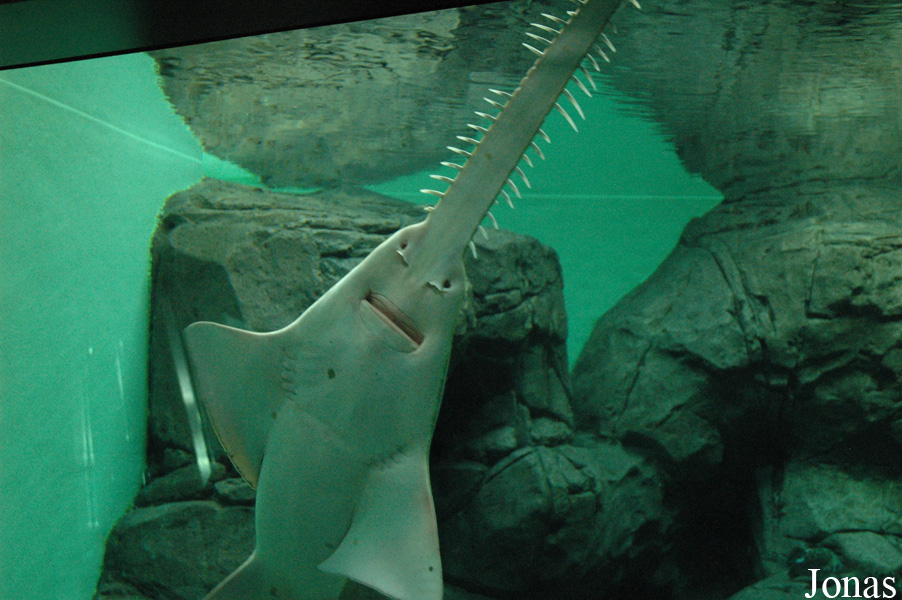 Pristis microdon