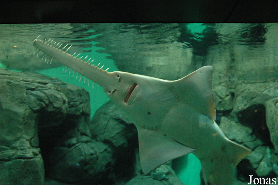 Pristis microdon