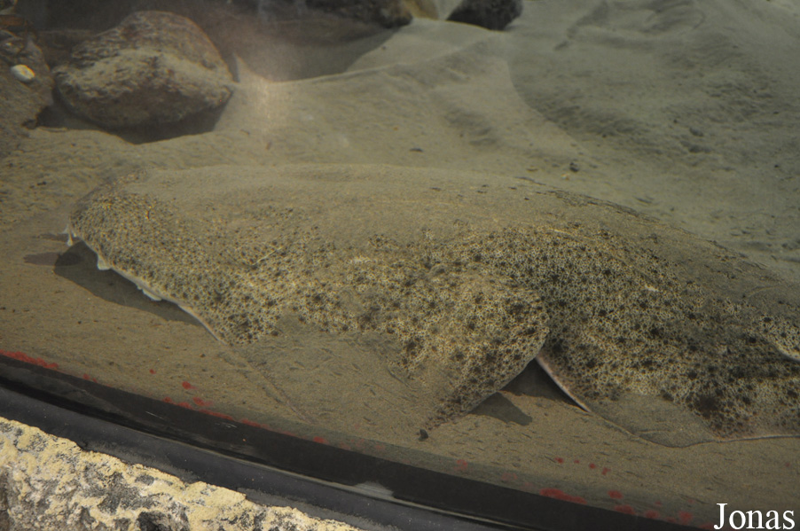 Squatina squatina