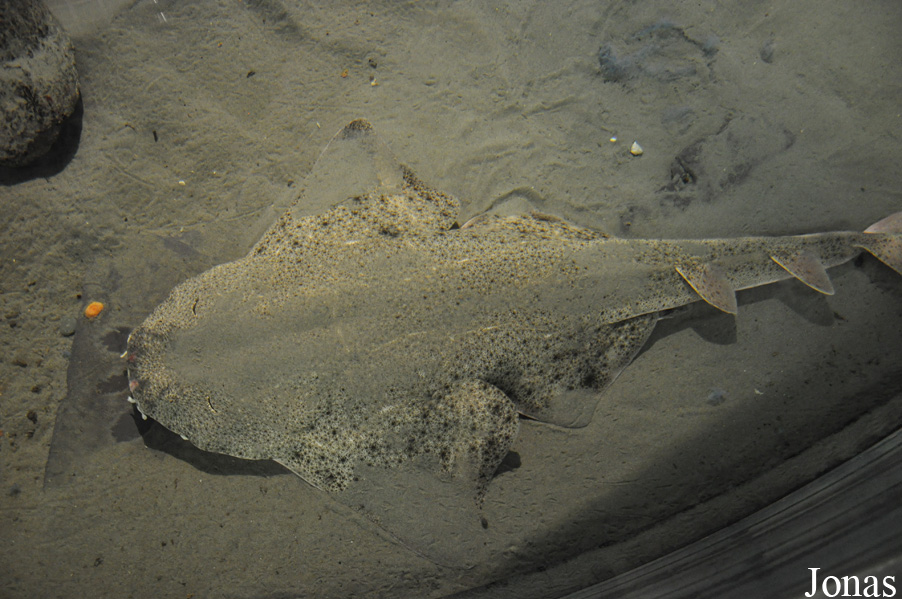 Squatina squatina