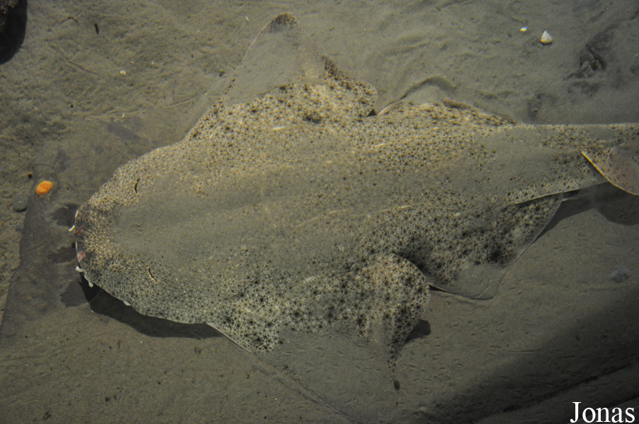 Squatina squatina