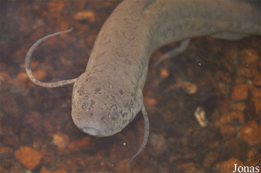 Protopterus annectens