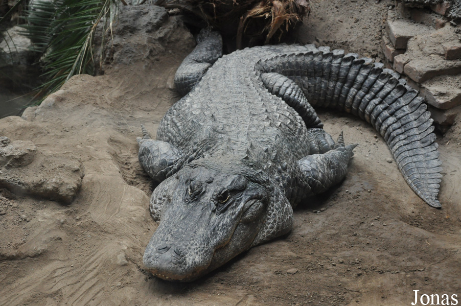 Alligator mississippiensis