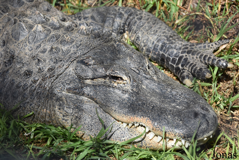 Alligator mississippiensis