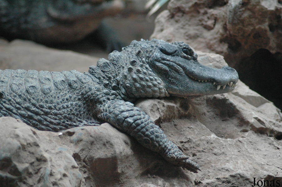Alligator sinensis