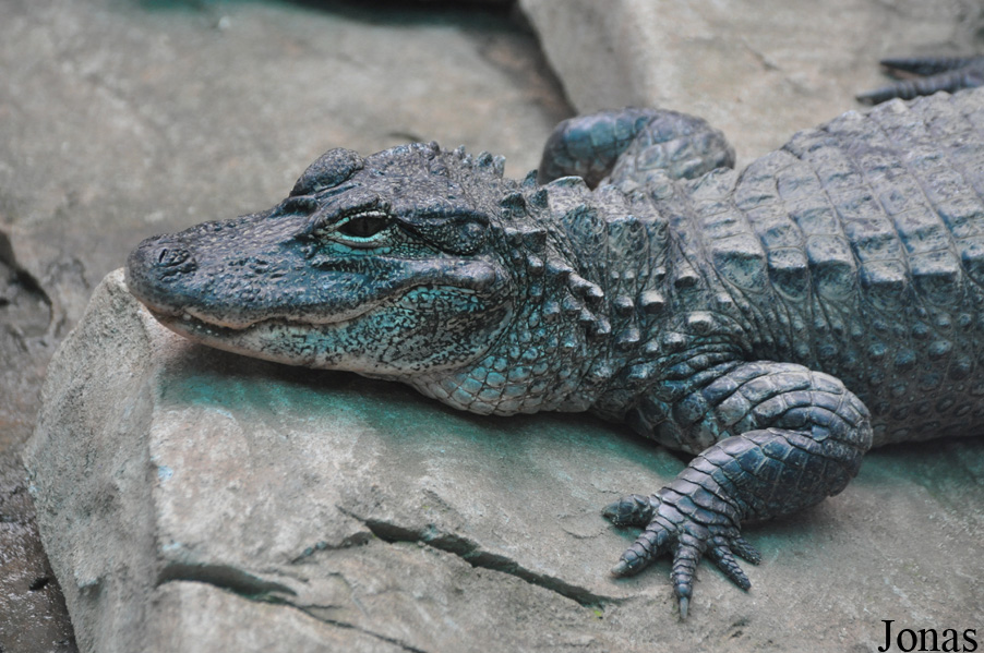 Alligator sinensis