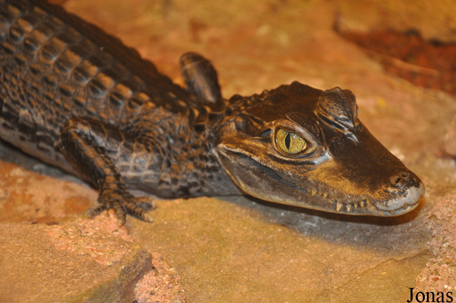 Caiman crocodilus