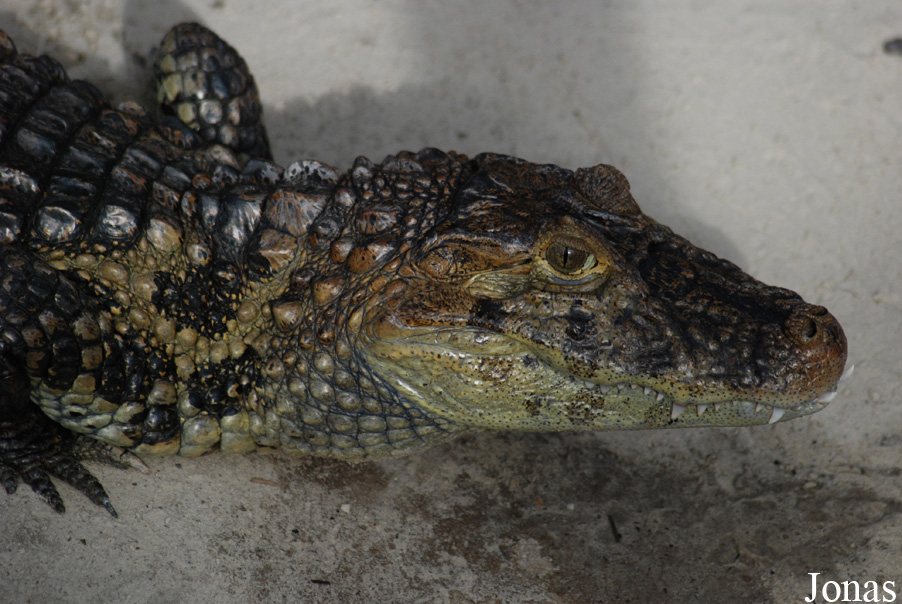 Caiman latirostris