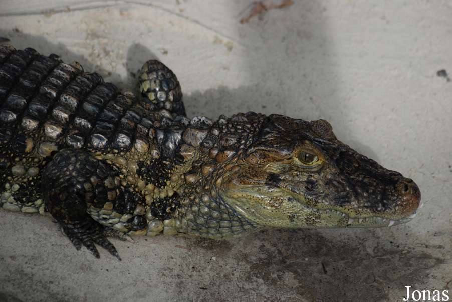 Caiman latirostris