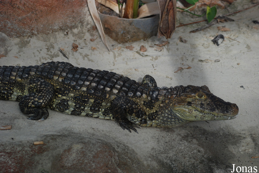 Caiman latirostris