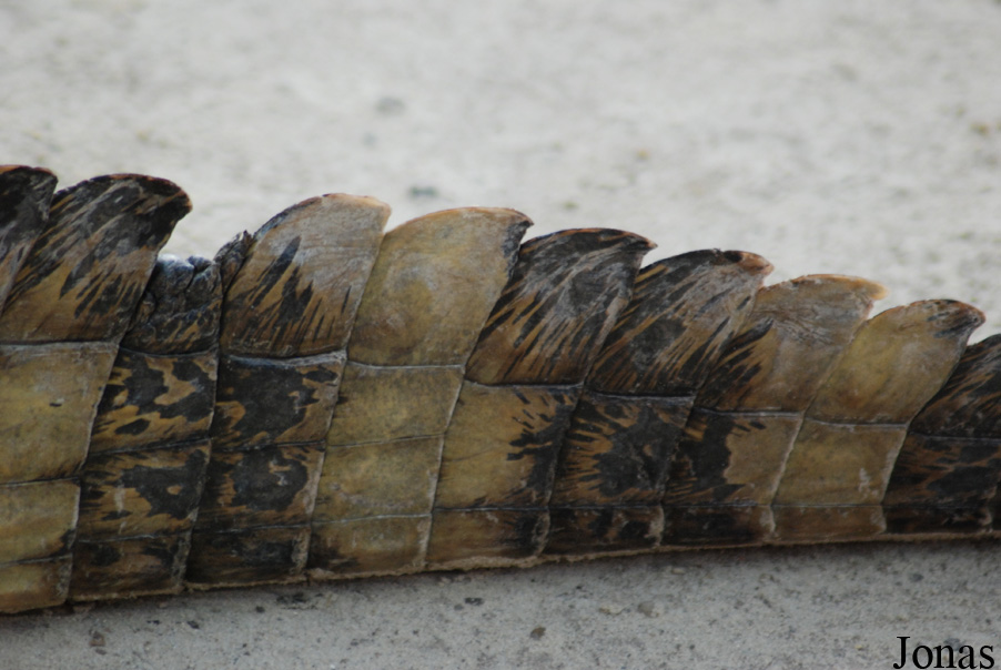 Caiman latirostris